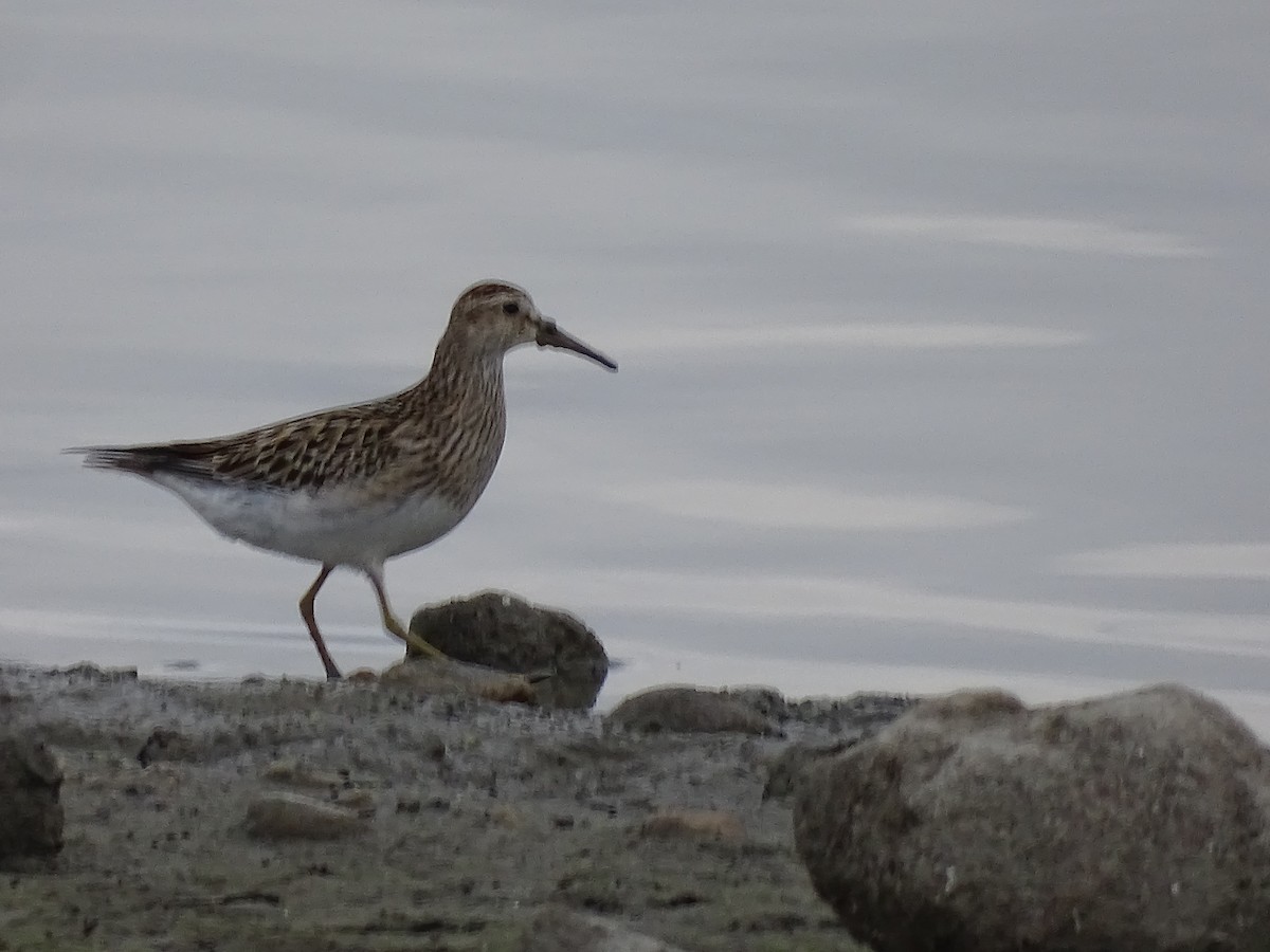 Pectoral Sandpiper - ML609546420