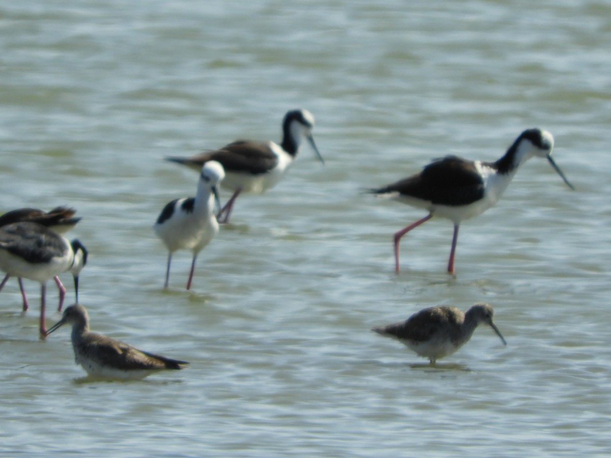 Lesser Yellowlegs - ML609546440