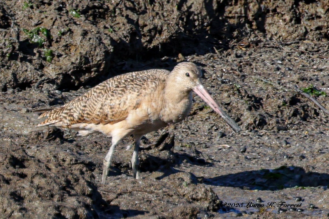 Marbled Godwit - ML609546513