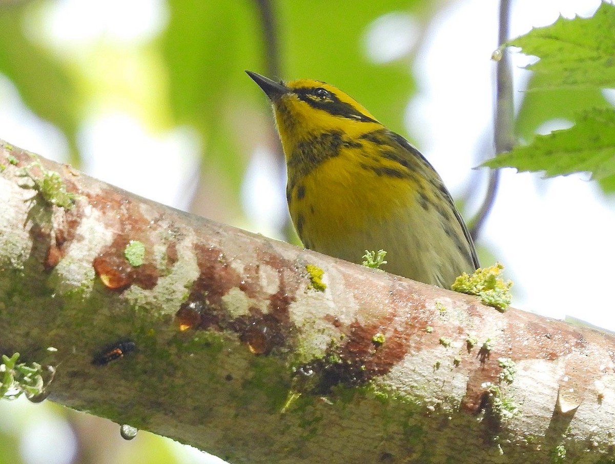 Townsend's Warbler - ML609546554