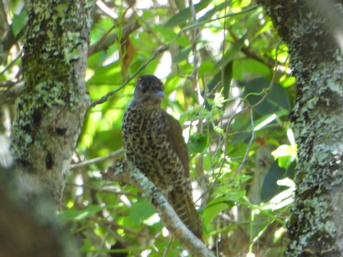 Knysna Woodpecker - bob butler