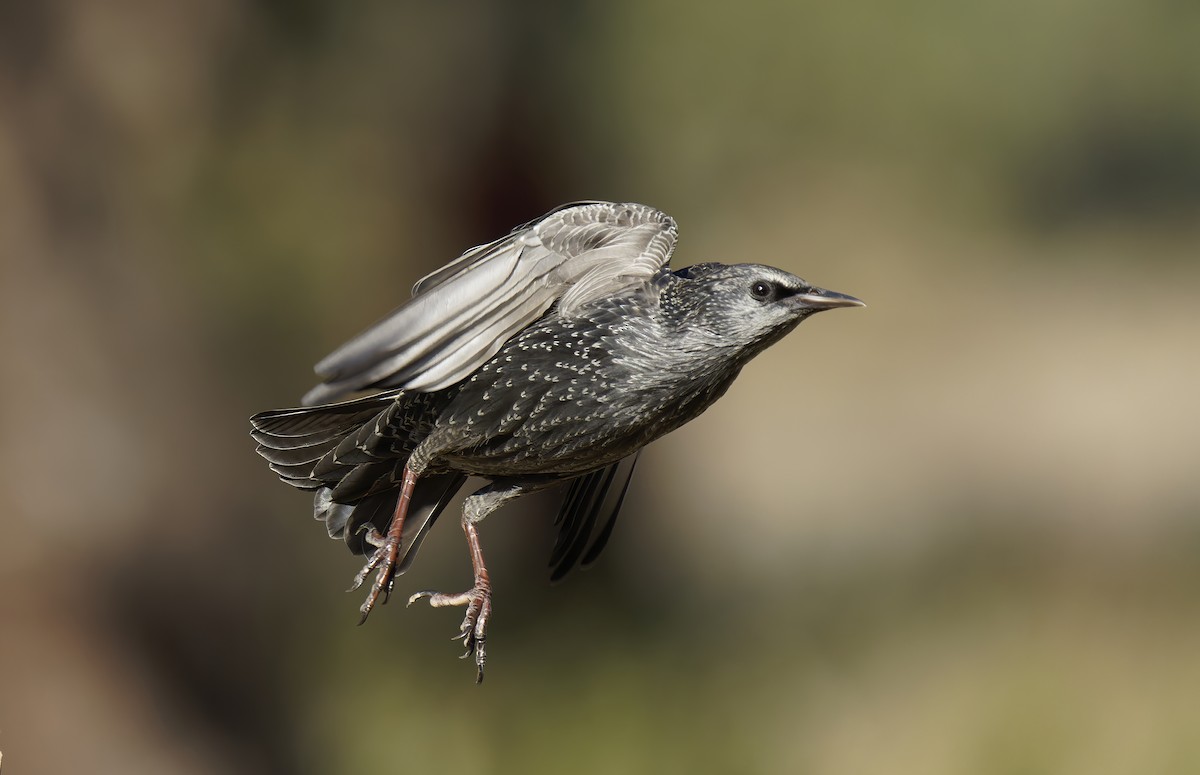 Spotless Starling - ML609546584