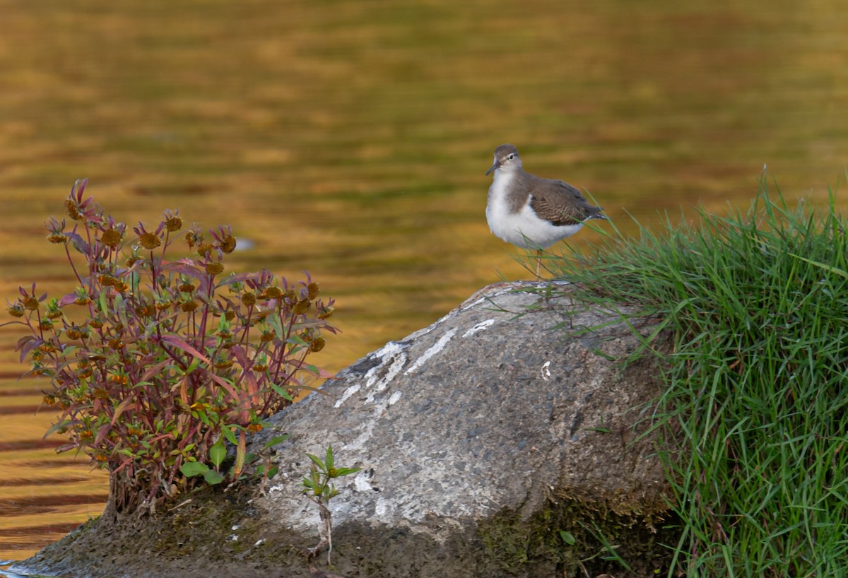 Spotted Sandpiper - ML609546696