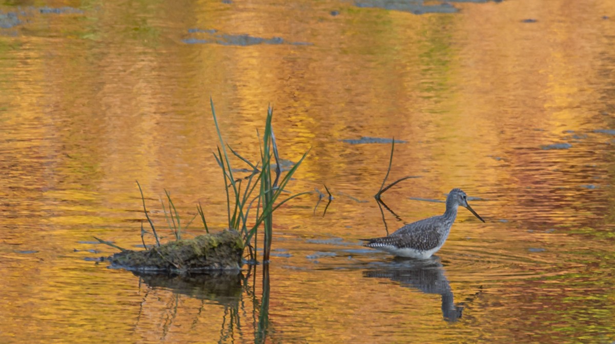 Greater Yellowlegs - ML609546706