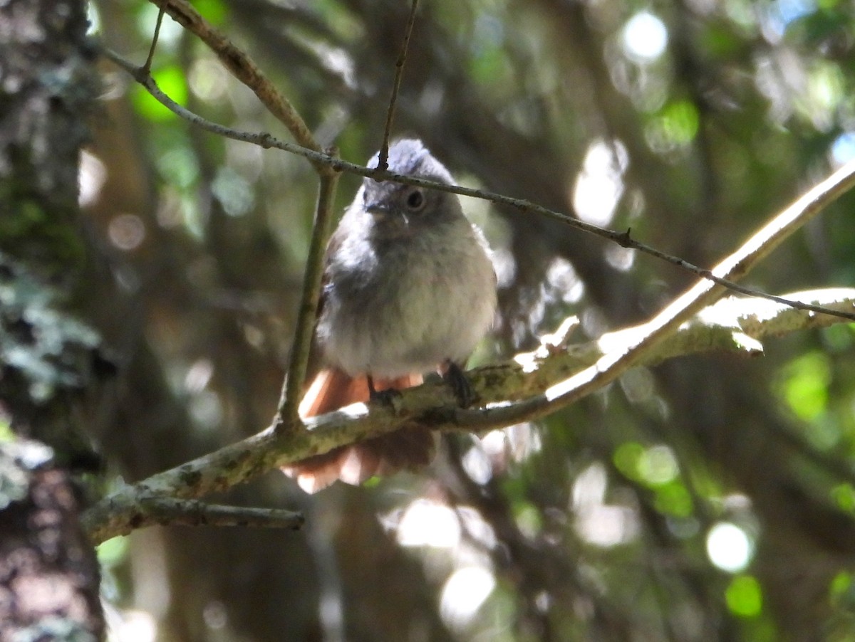 African Crested Flycatcher (Southern) - ML609546720