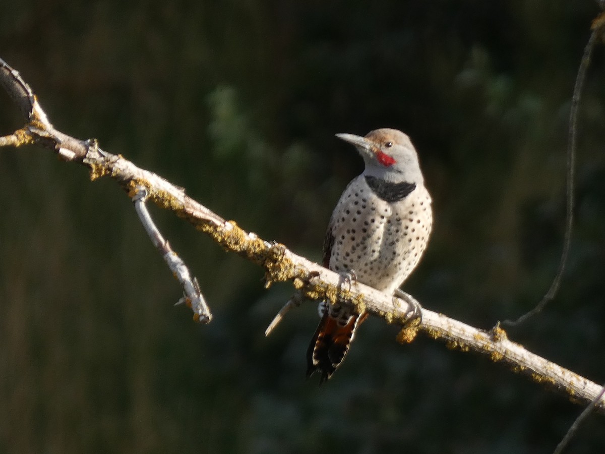 Northern Flicker - Eneko Azkue