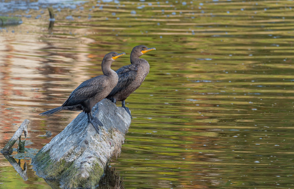 Double-crested Cormorant - Anonymous