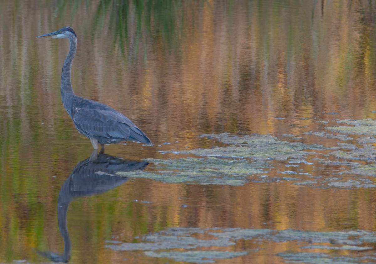 Great Blue Heron - ML609546739