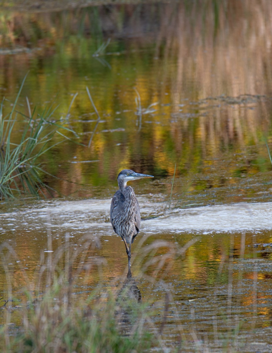 Great Blue Heron - ML609546740