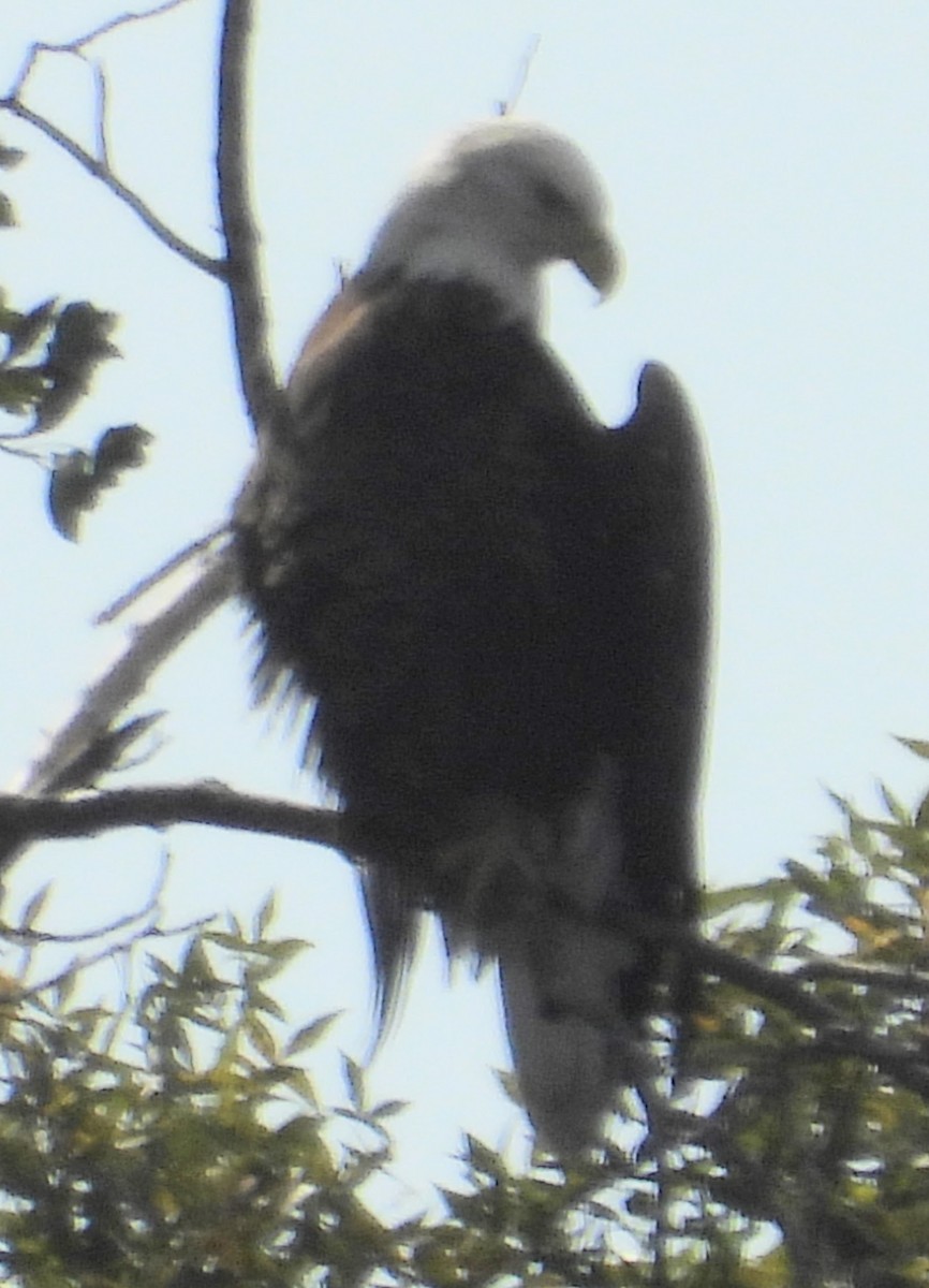 Bald Eagle - ML609546763