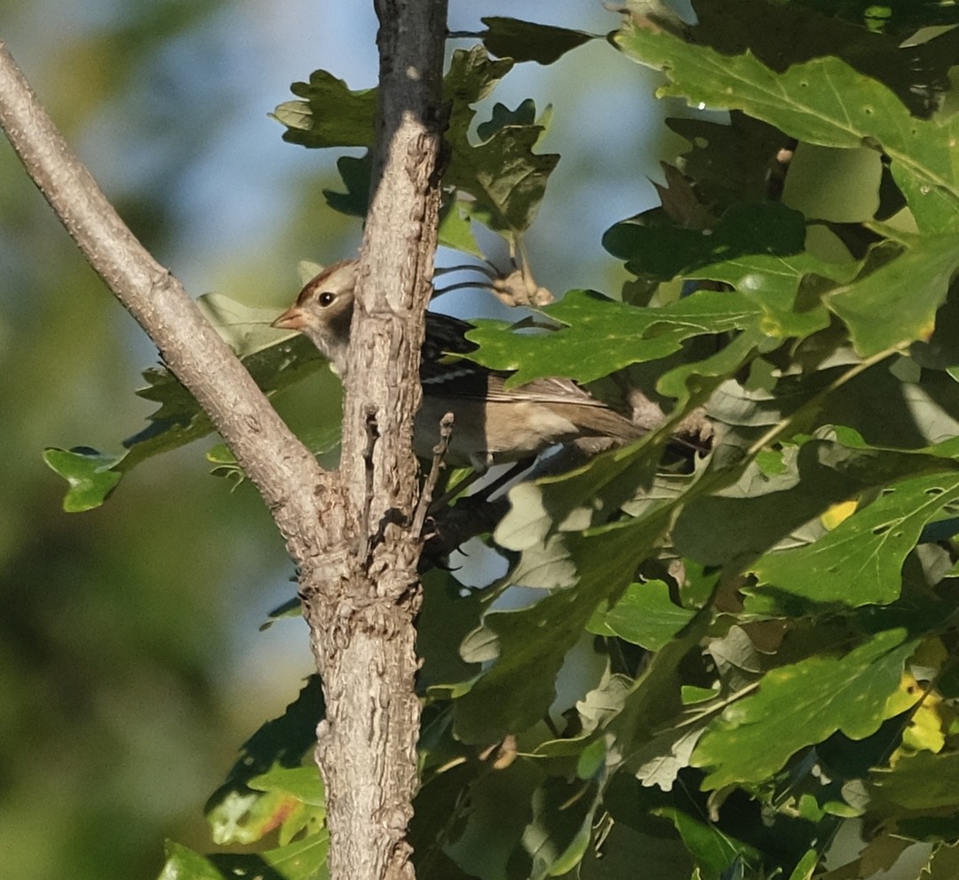 White-crowned Sparrow - ML609546786