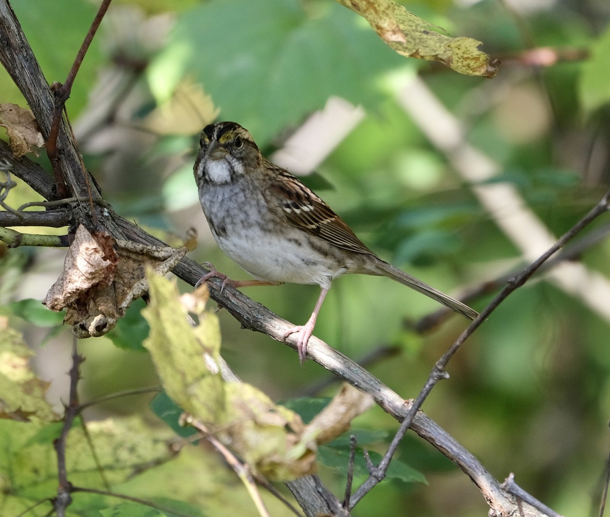 White-throated Sparrow - Cherie F