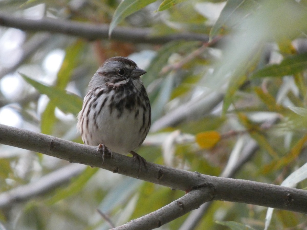 Song Sparrow - ML609546809