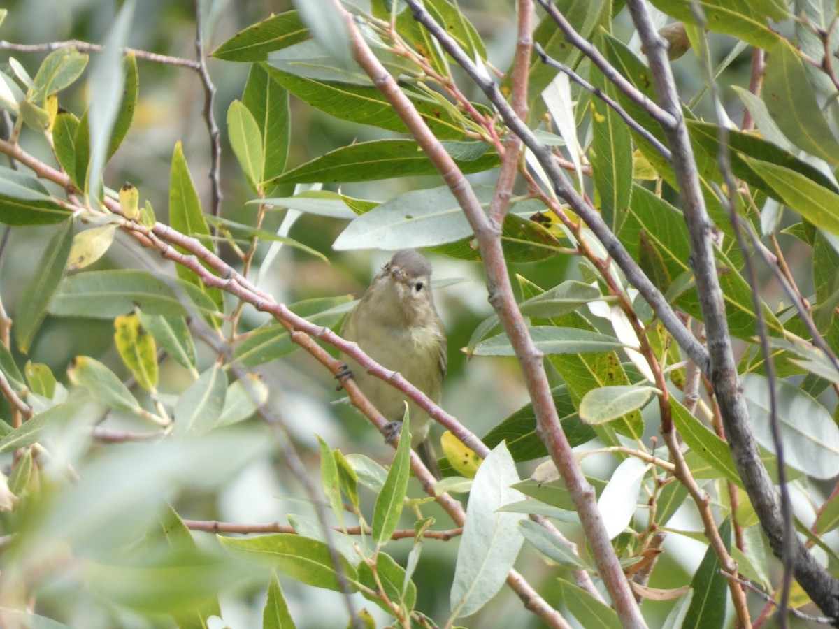 Warbling Vireo - ML609546887