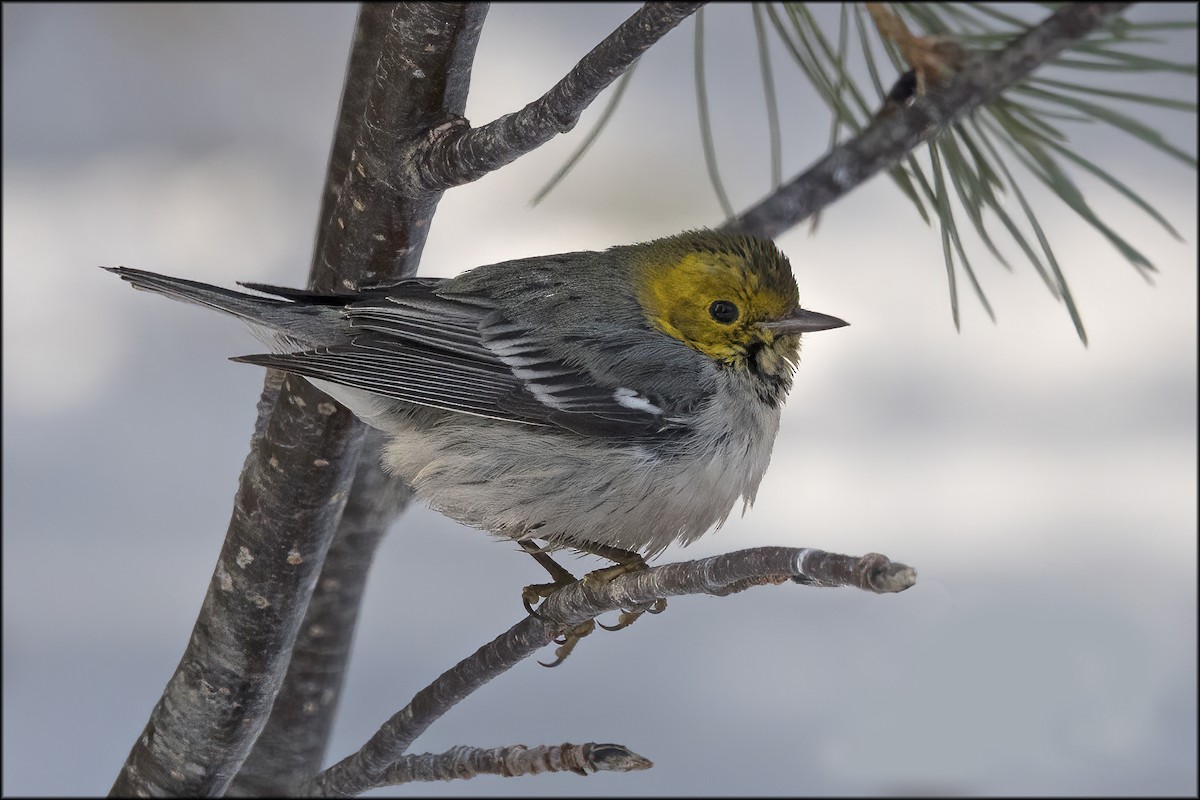 Hermit Warbler - ML609546890