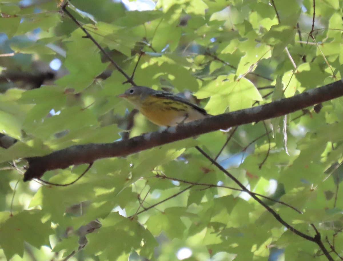 Magnolia Warbler - ML609546960