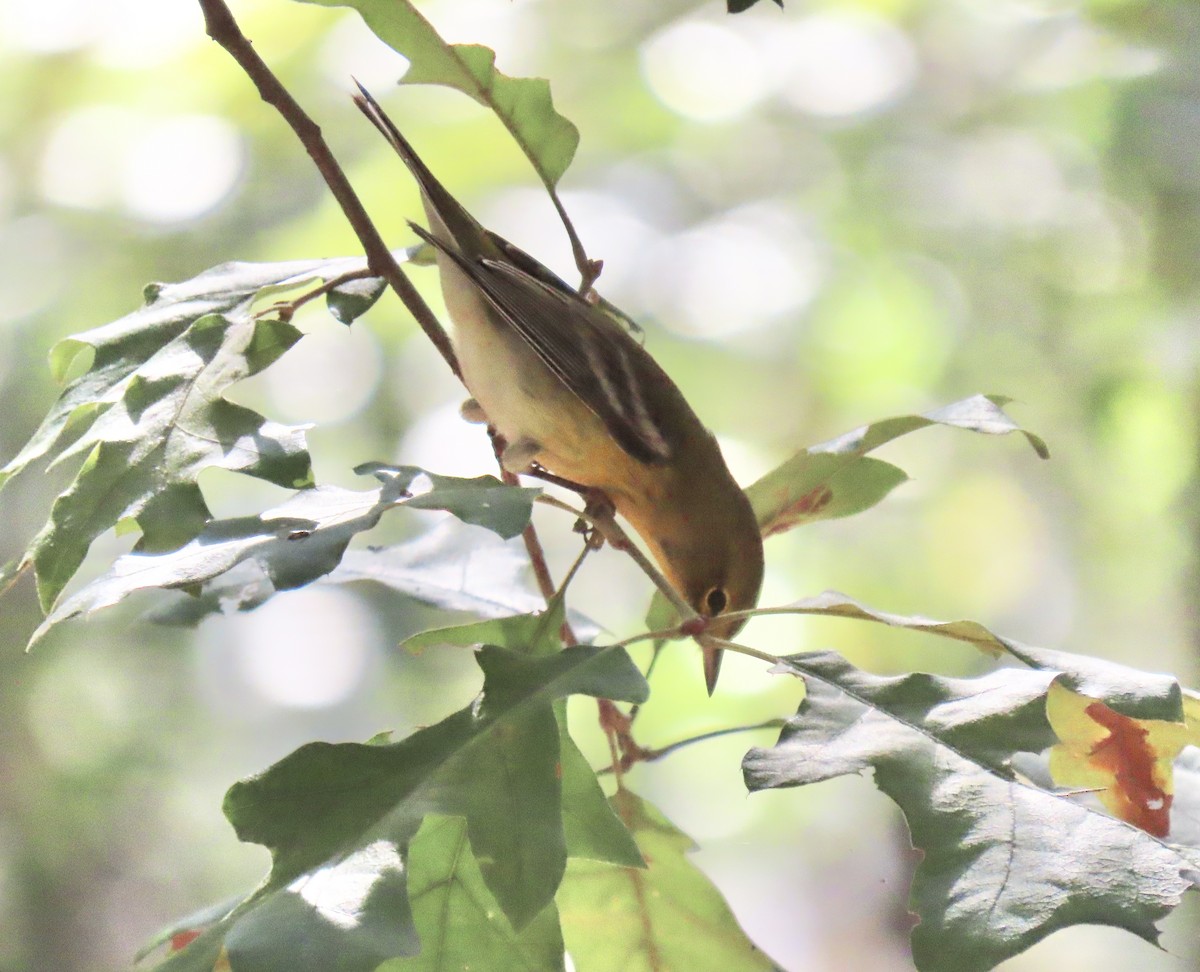 Pine Warbler - Claire Sullivan