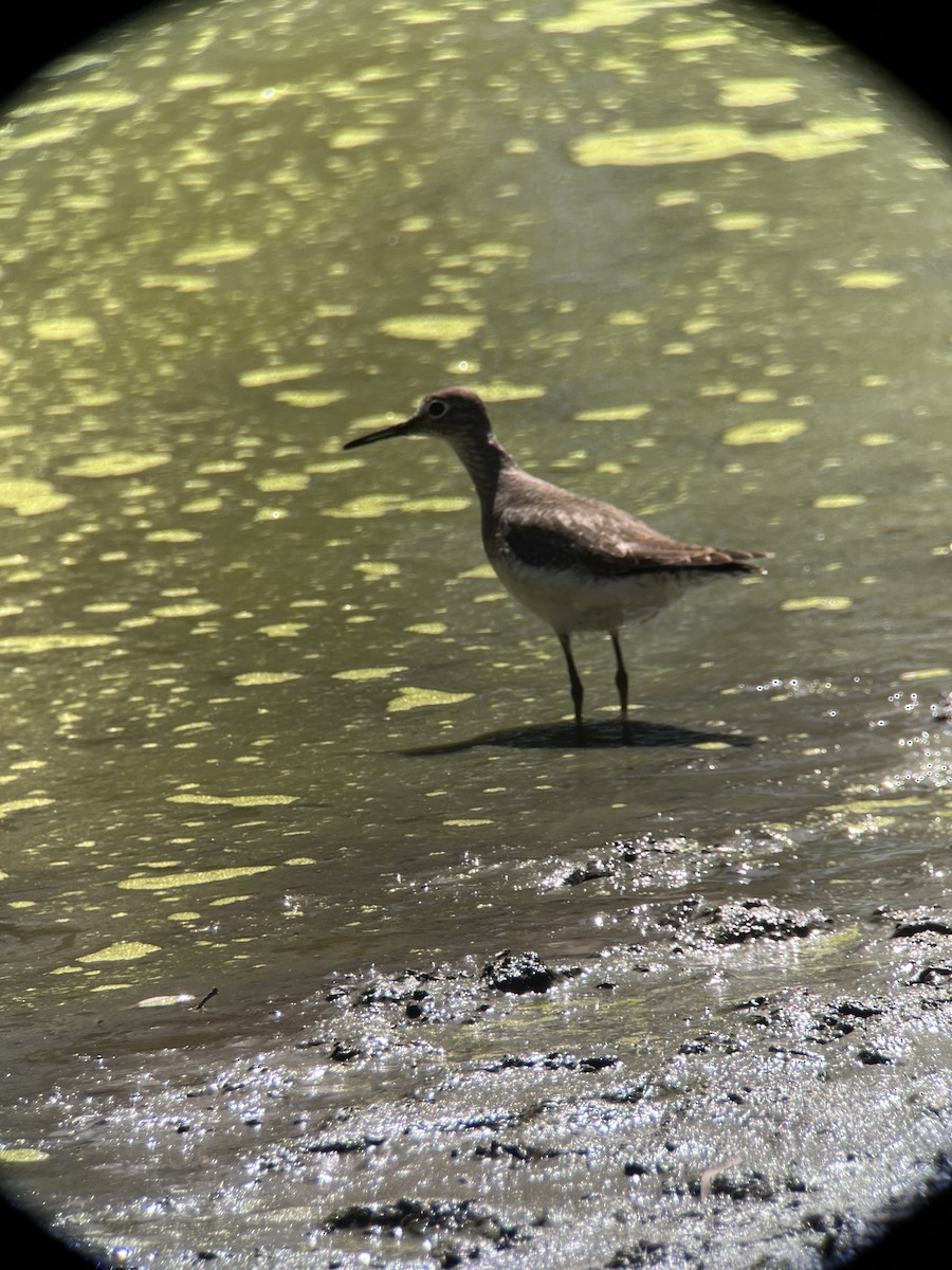 Solitary Sandpiper - ML609547033