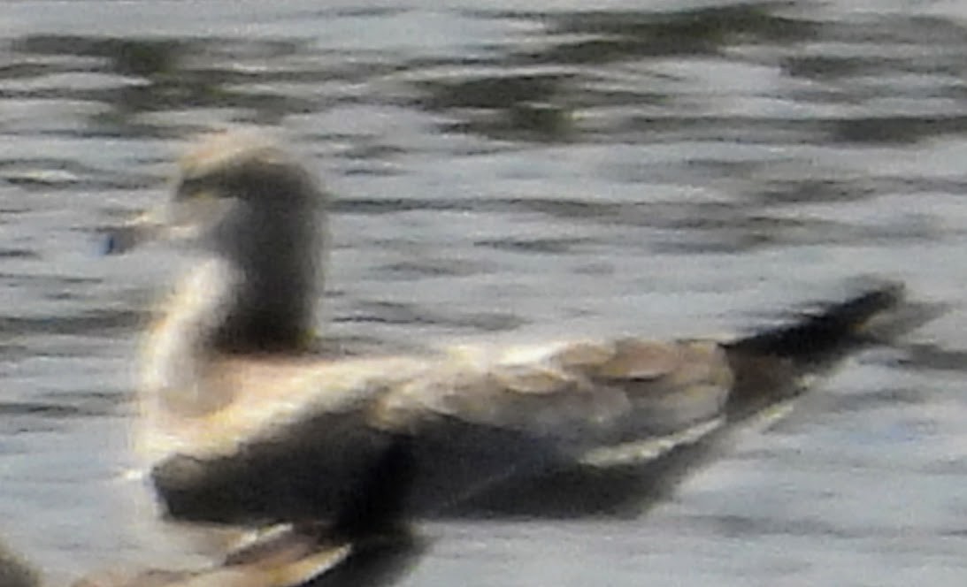 Ring-billed Gull - ML609547111