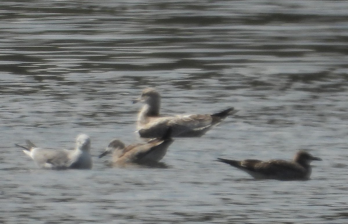 Ring-billed Gull - ML609547112
