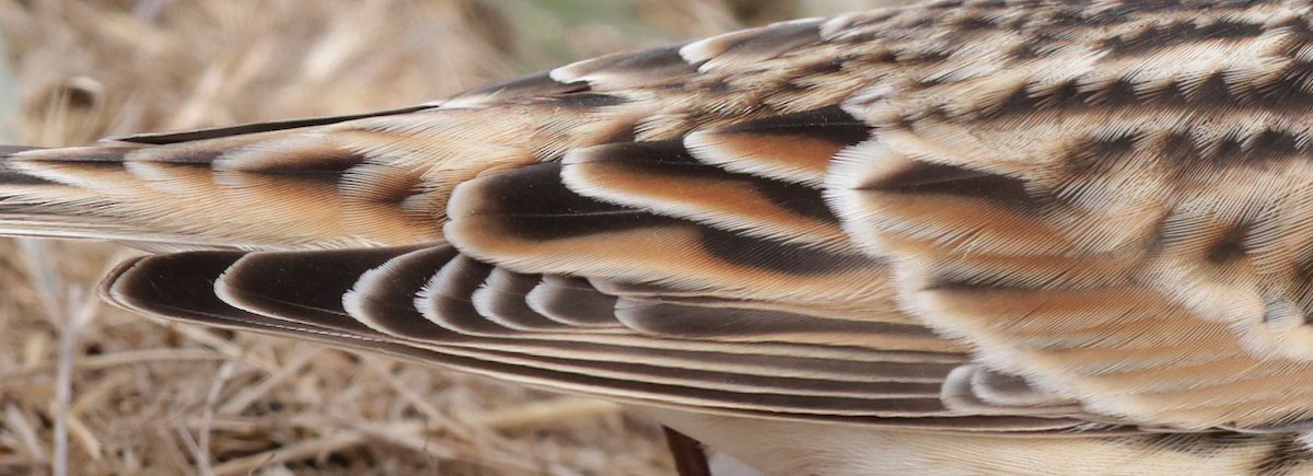 Lapland Longspur - ML609547157