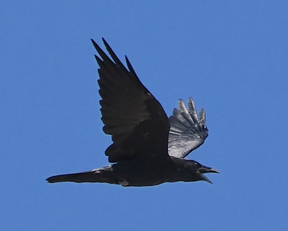 Common Raven - ML609547180