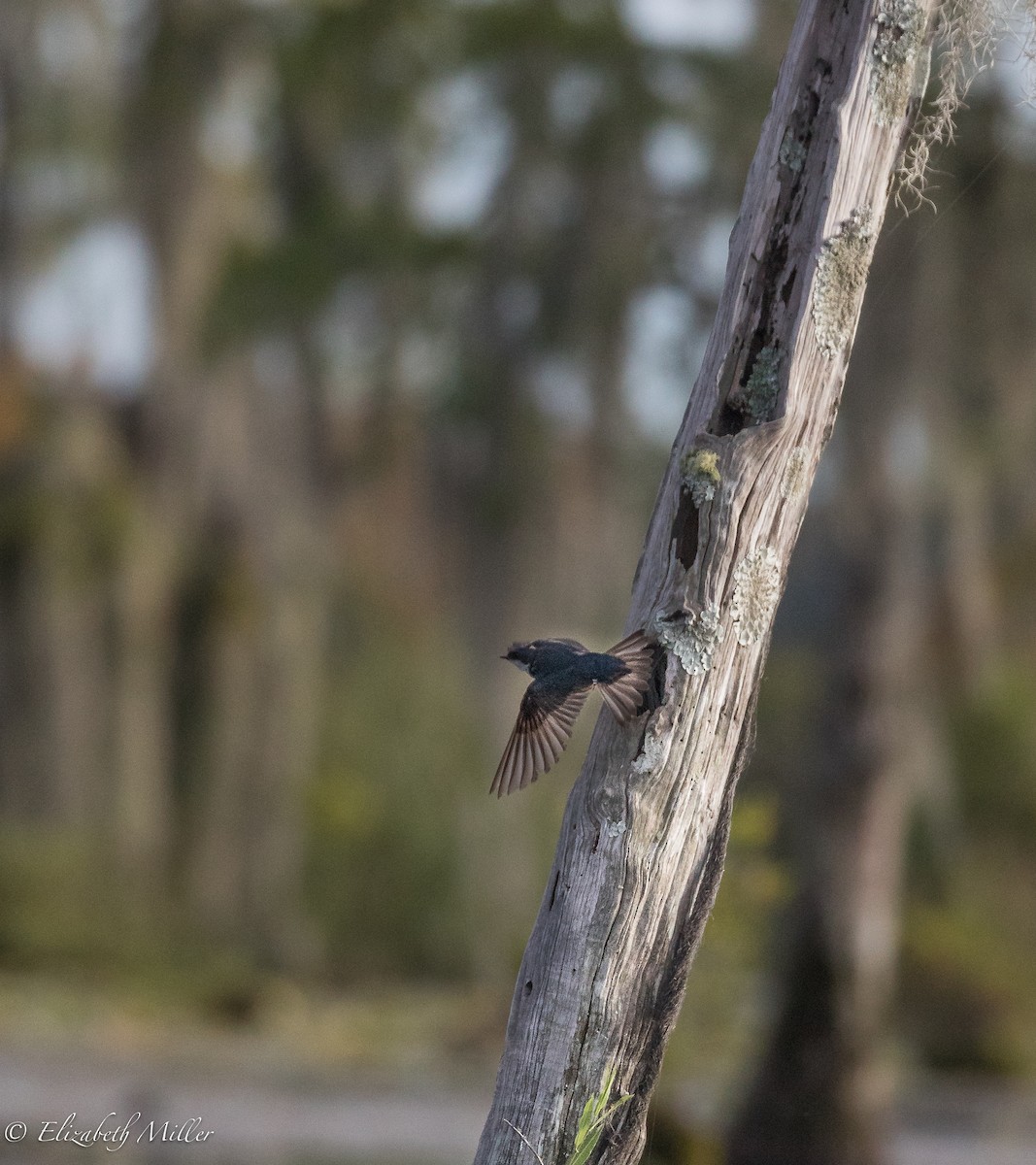 Golondrina Bicolor - ML60954721