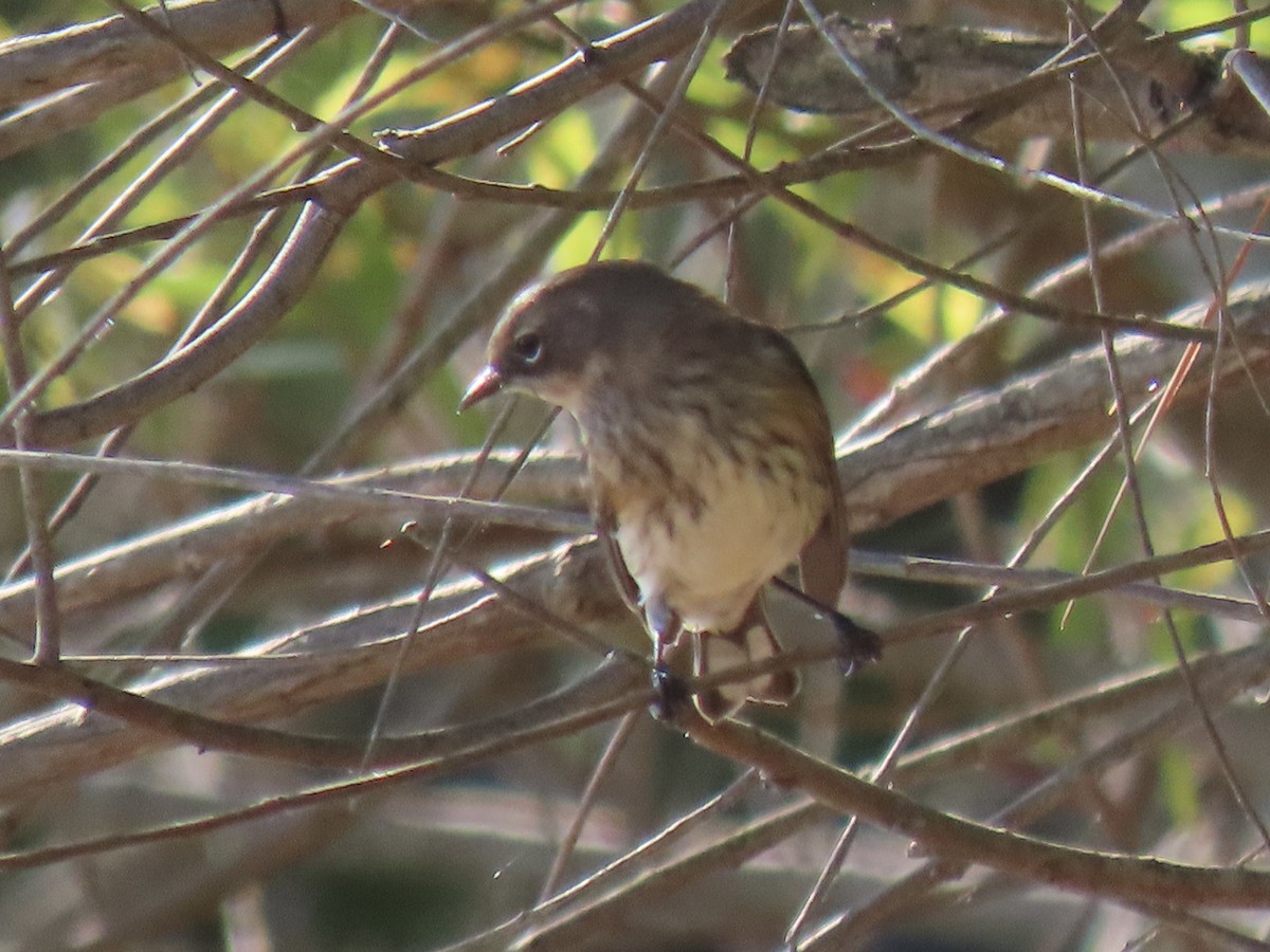 Yellow-rumped Warbler - ML609547218