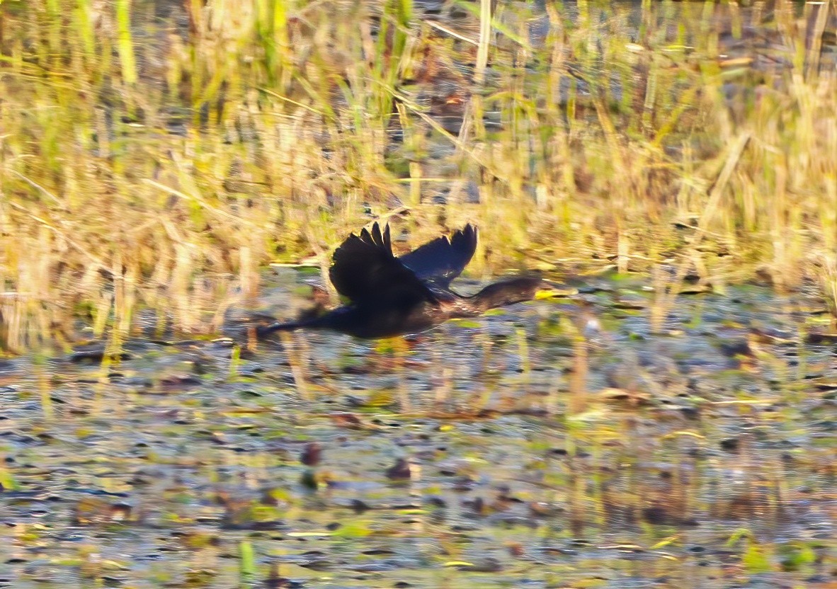 Double-crested Cormorant - ML609547288