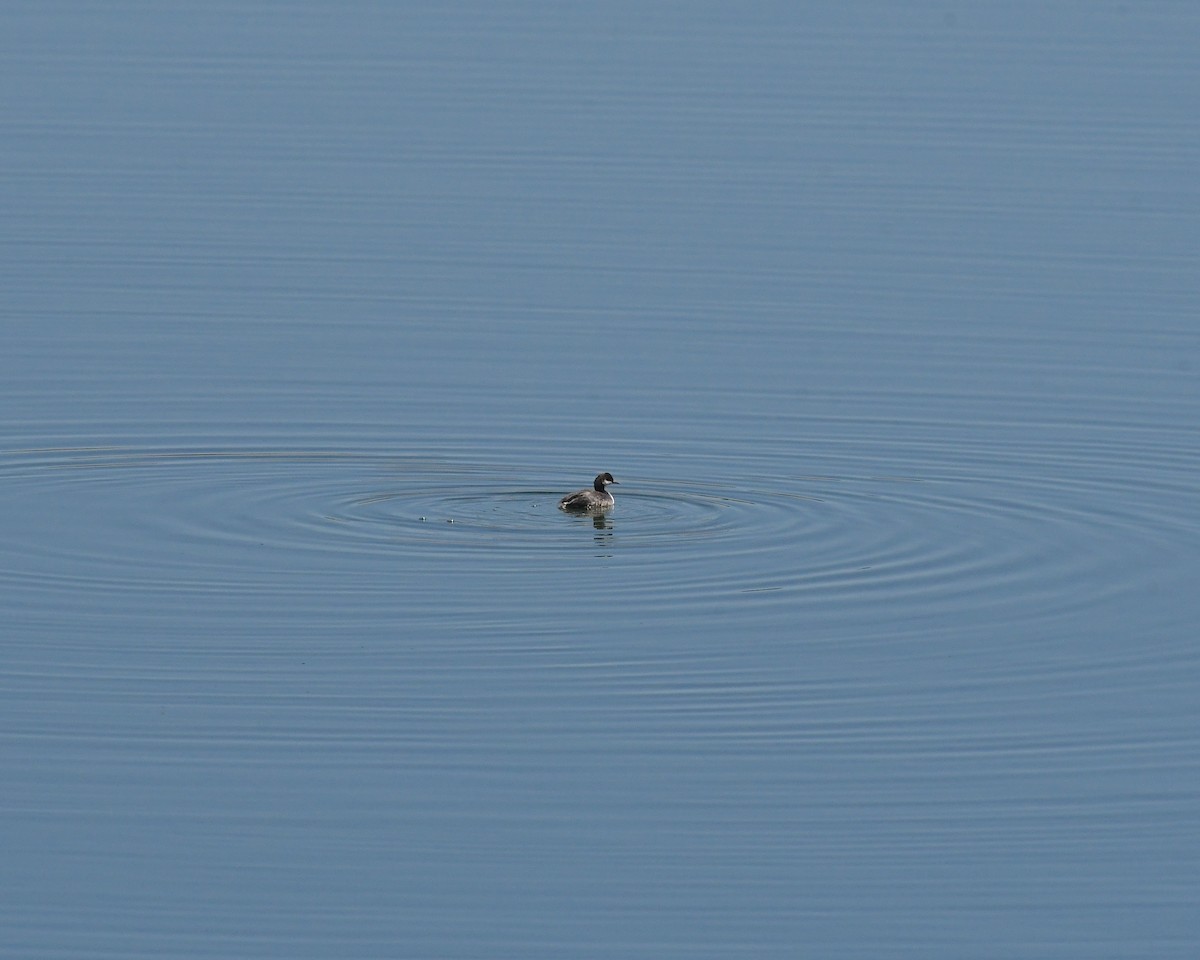 Eared Grebe - ML609547347