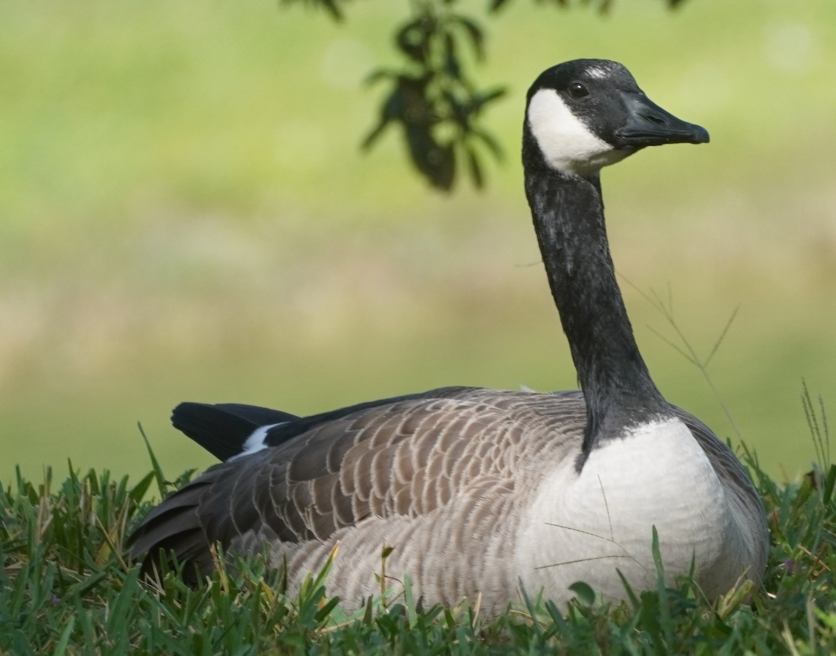 Canada Goose - ML609547403