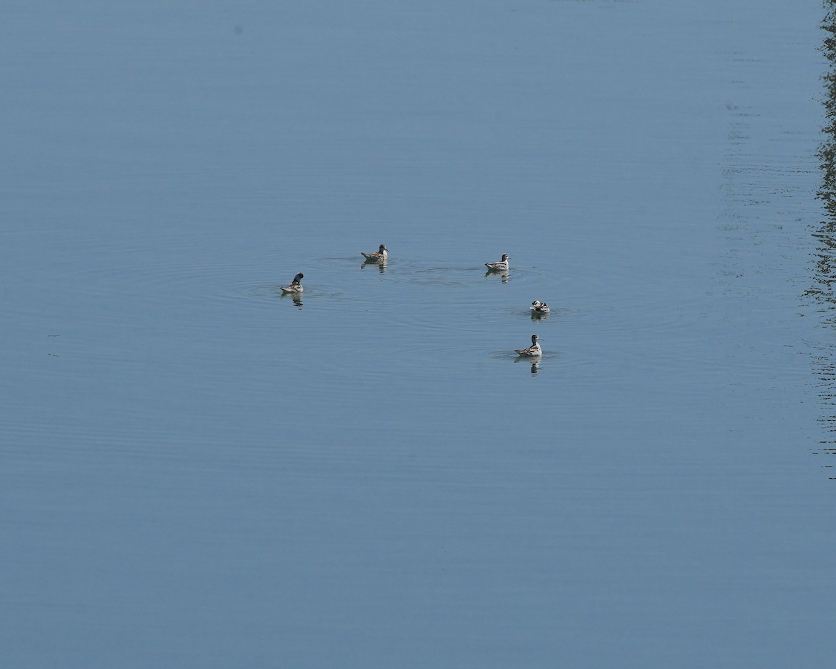 Phalarope à bec étroit - ML609547481