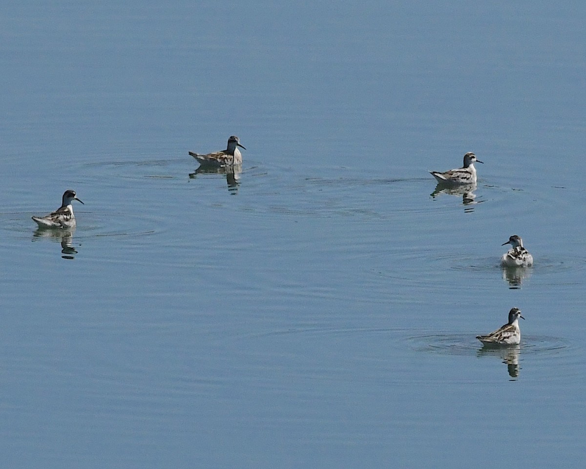 Phalarope à bec étroit - ML609547489