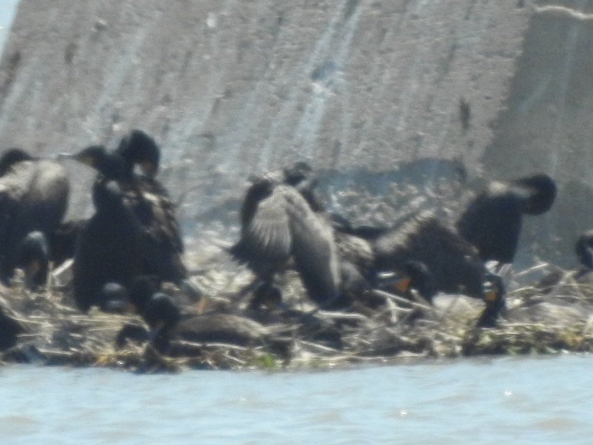 Double-crested Cormorant - ML60954751