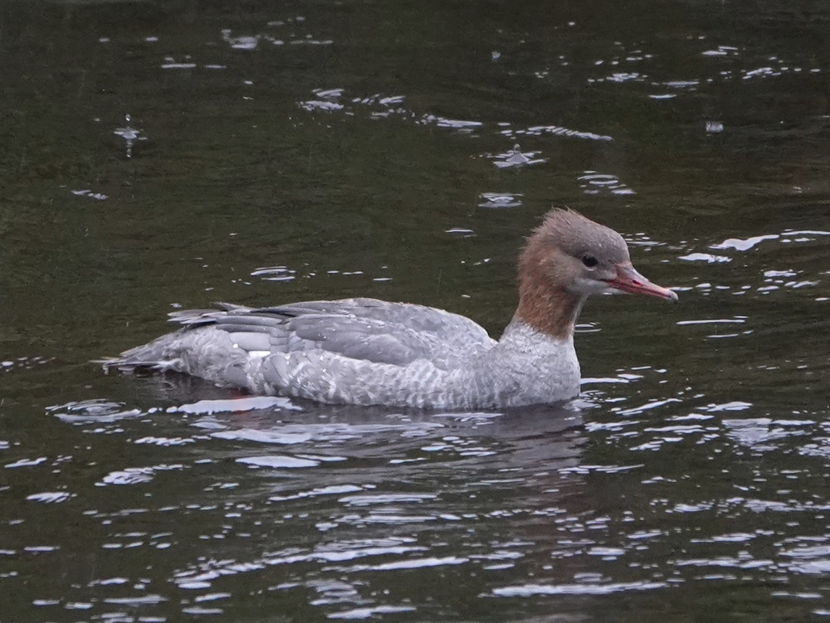 Common Merganser - ML609547628