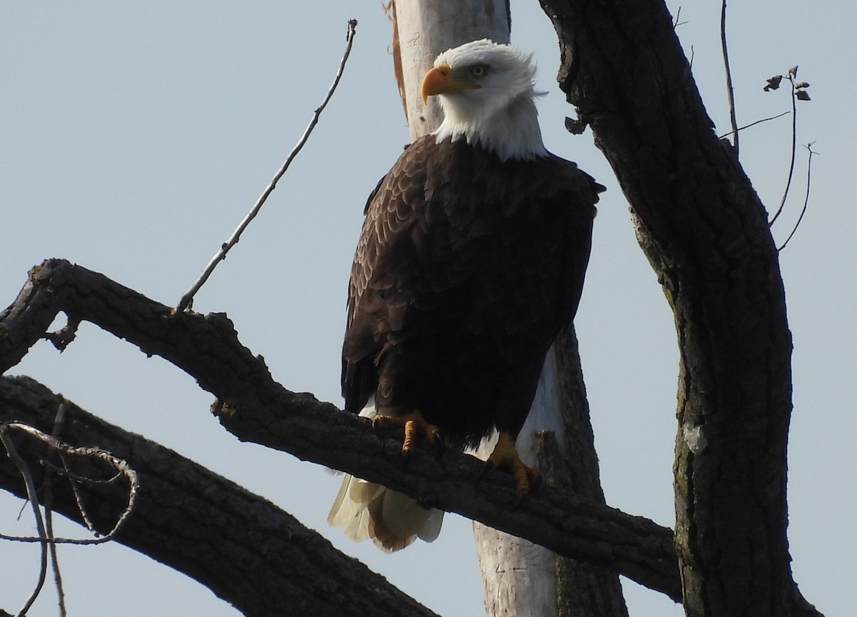 Bald Eagle - ML609547719