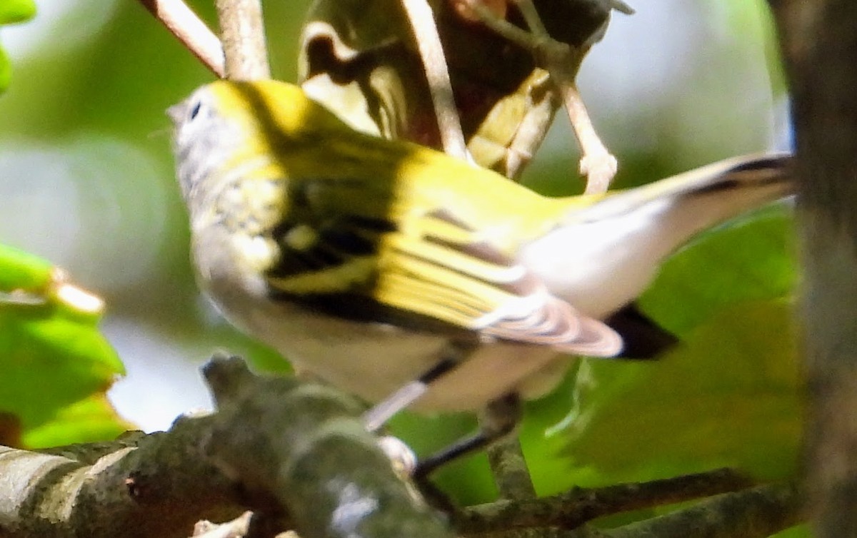Chestnut-sided Warbler - ML609547724