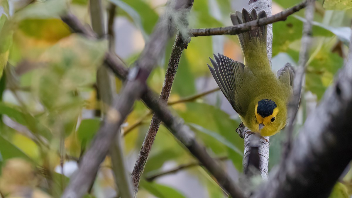 Wilson's Warbler (chryseola) - ML609547741