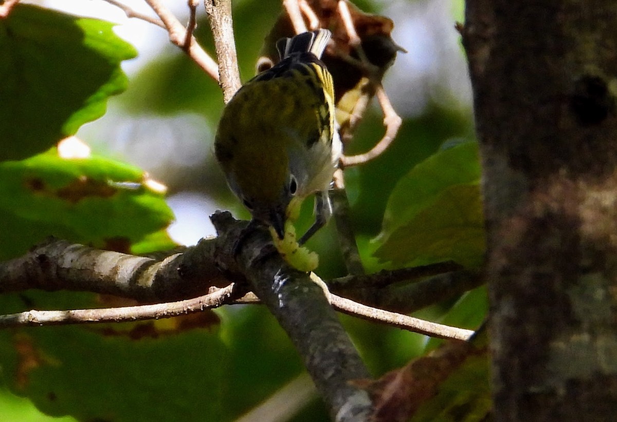 Chestnut-sided Warbler - ML609547766