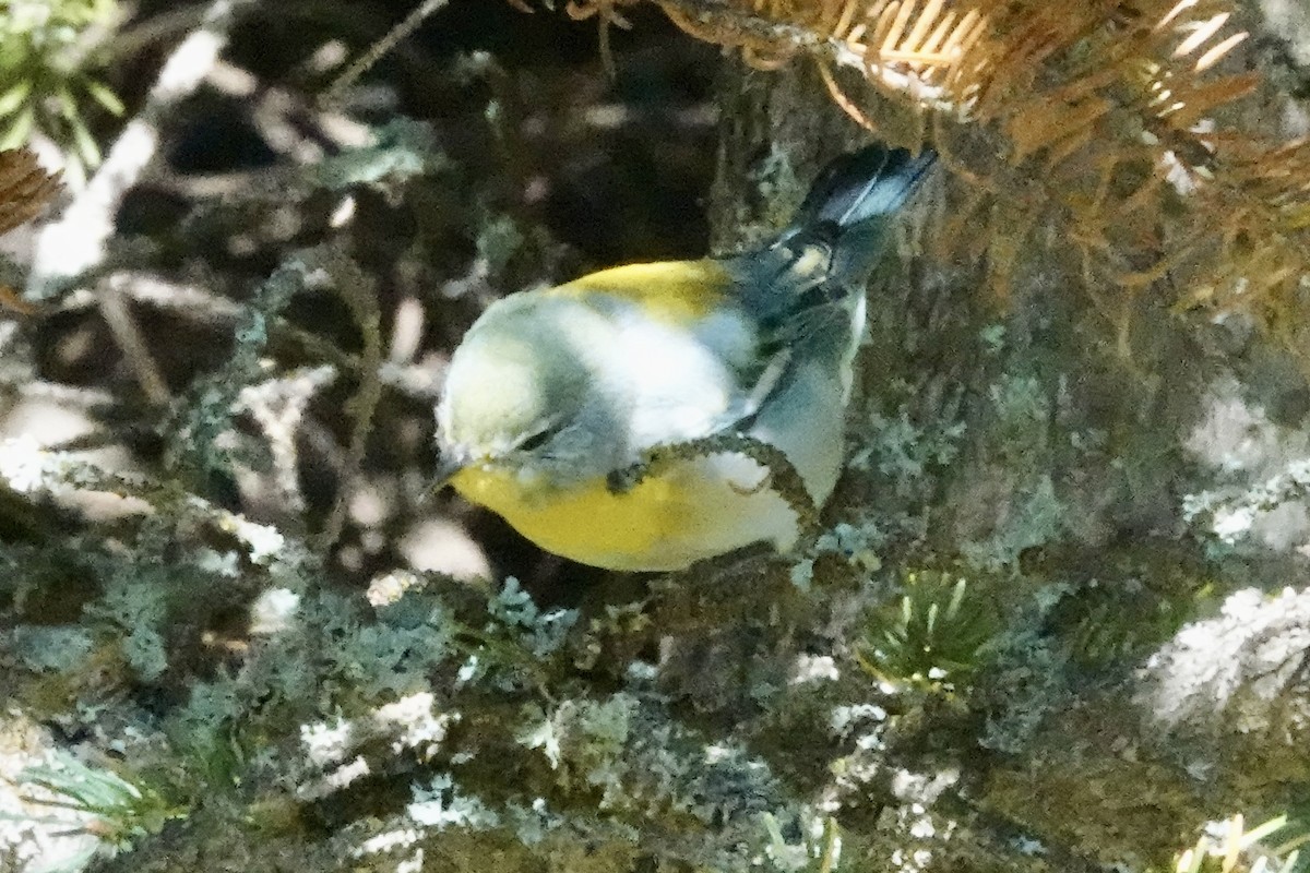 Northern Parula - ML609547788