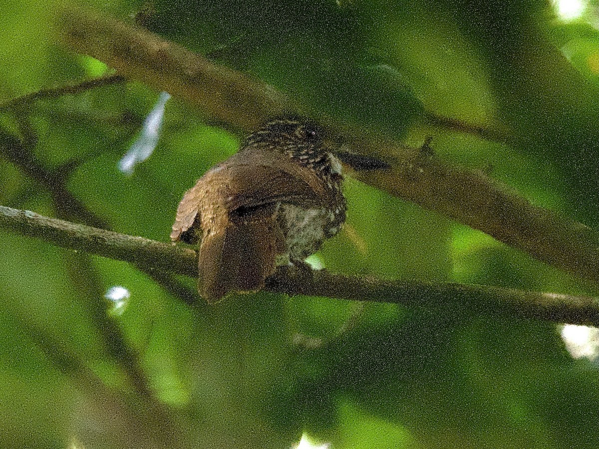 Black-streaked Puffbird - ML609547803