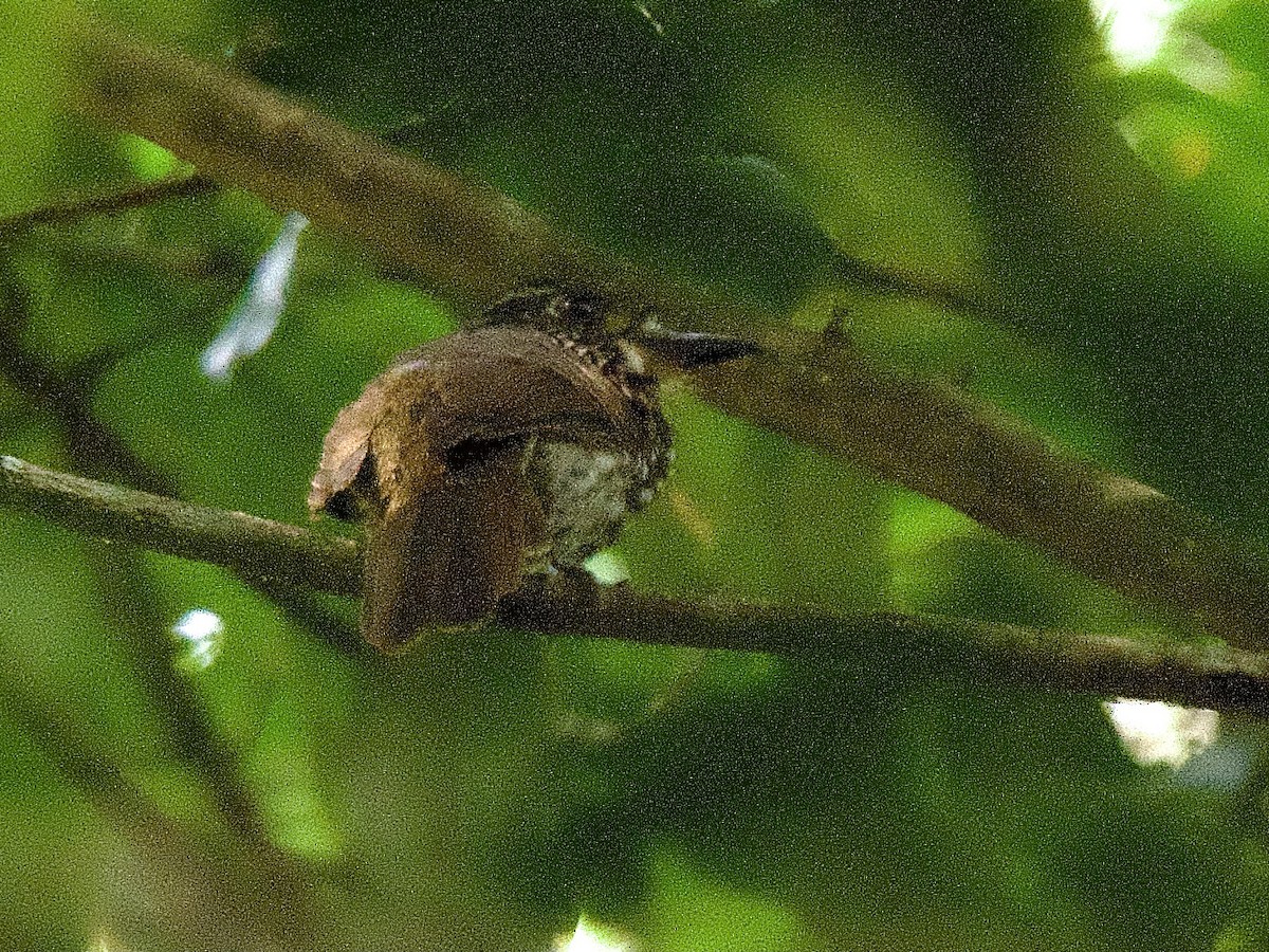 Black-streaked Puffbird - ML609547804