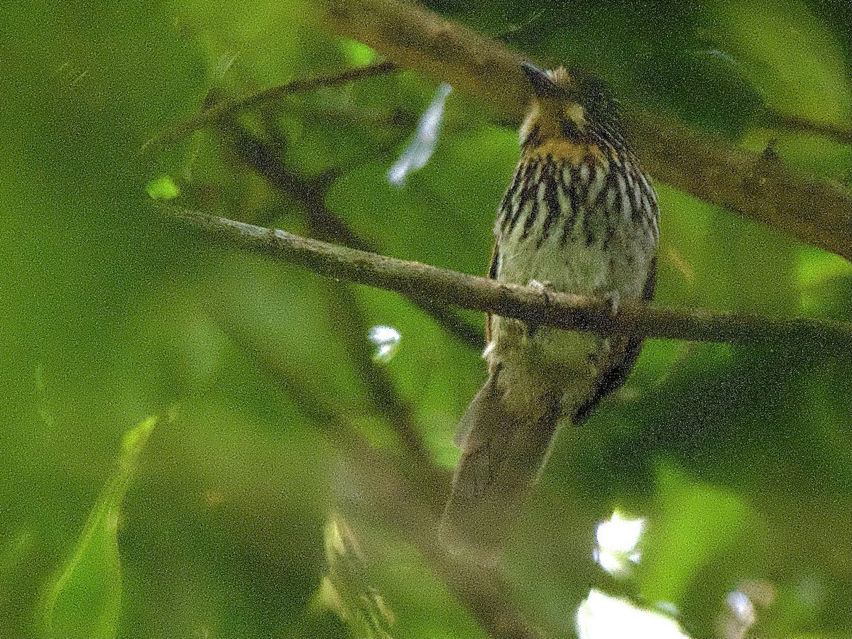 Black-streaked Puffbird - ML609547806