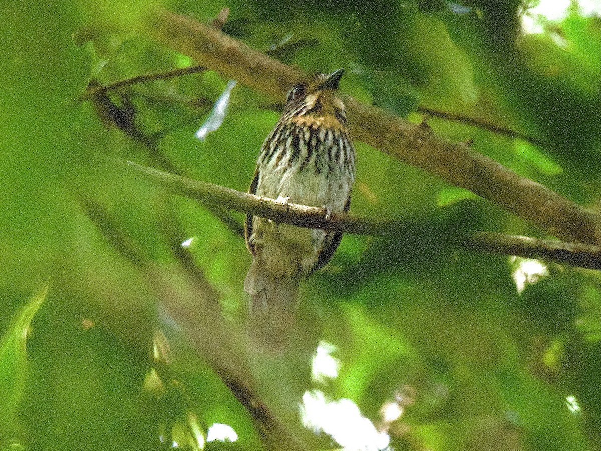 Black-streaked Puffbird - ML609547807