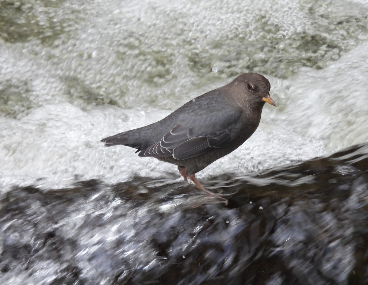 American Dipper - Andrew Melnykovych