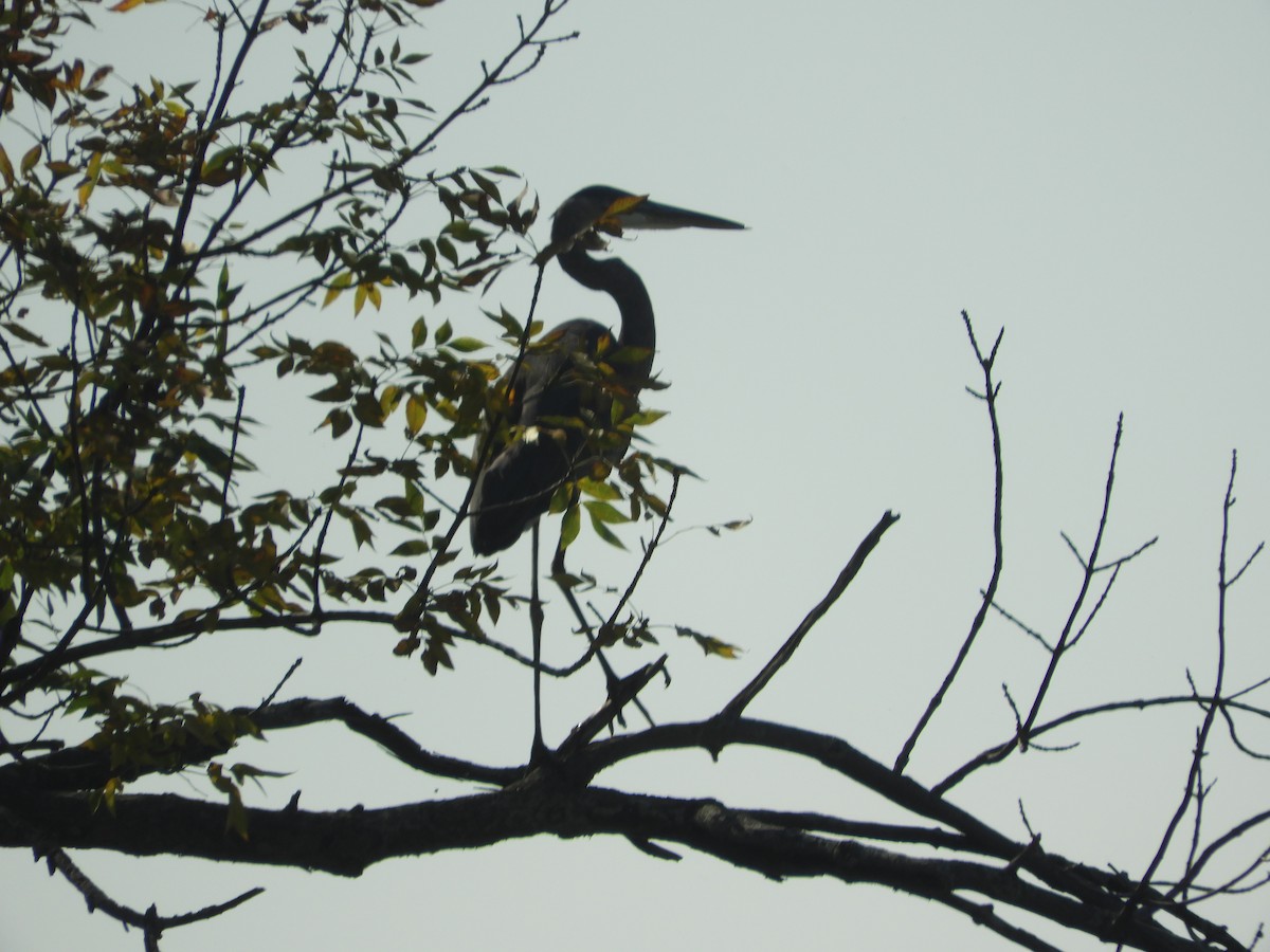 Great Blue Heron - Thomas Bürgi