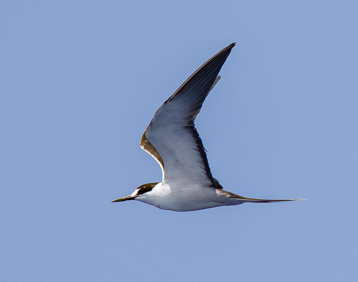 Sooty Tern - Linus Blomqvist