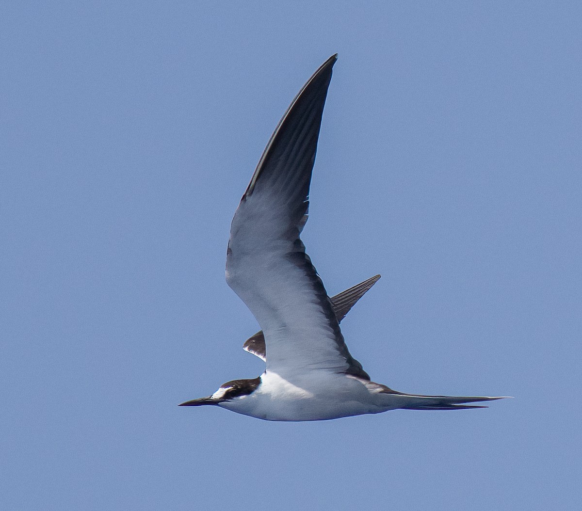 Sooty Tern - Linus Blomqvist