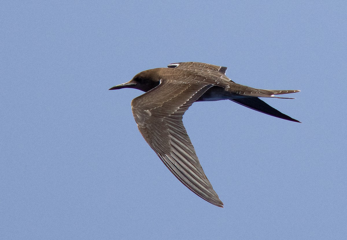 Sooty Tern - Linus Blomqvist