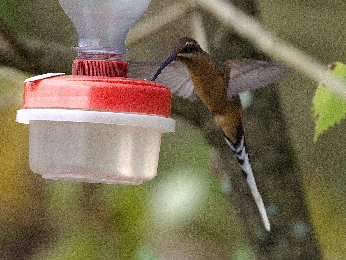 Great-billed Hermit - Craig Rasmussen